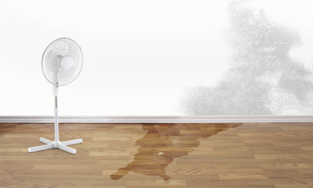 Best Professional water damage repair  in Madison Heights, MI